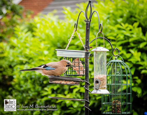 POTD 01 June 2014: Jay Day