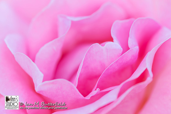 POTD 05 April 2015: Flowers of Funchal
