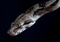A snake
