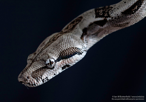 A snake