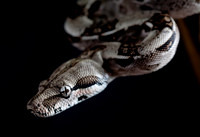 A snake
