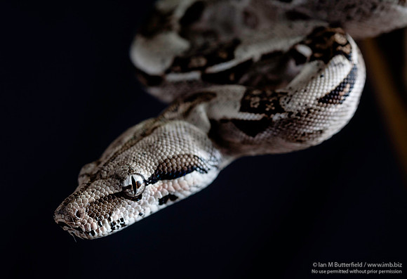 A snake