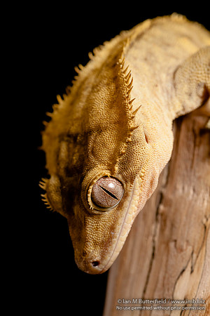 Loki, a male Crested Gecko