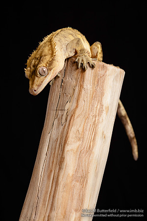 Loki, a male Crested Gecko