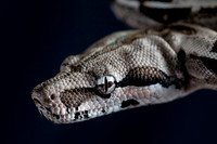 A snake
