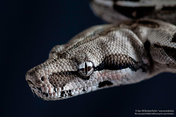 A snake