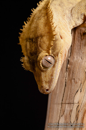 Loki, a male Crested Gecko