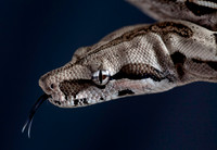 A snake