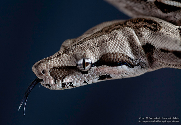 A snake