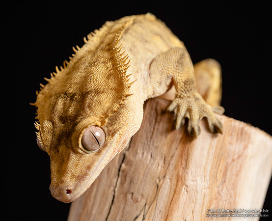 Loki, a male Crested Gecko