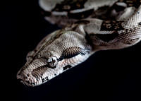 A snake