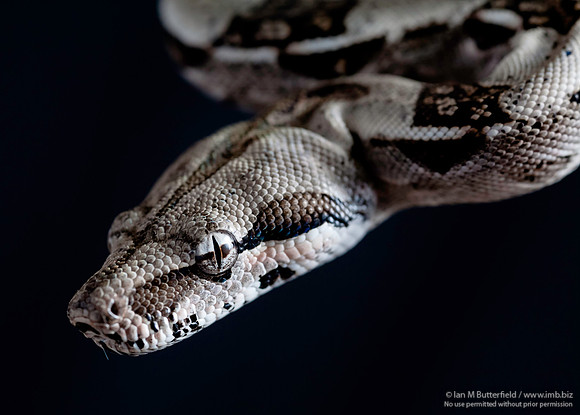 A snake