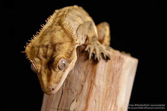 Loki, a male Crested Gecko