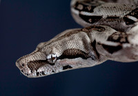 A snake