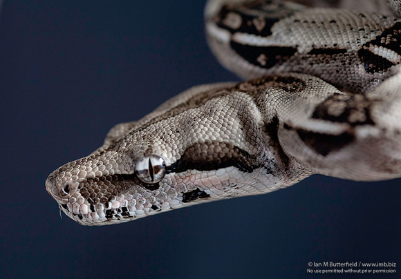 A snake