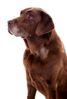 A dog portrait