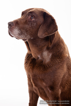 A dog portrait
