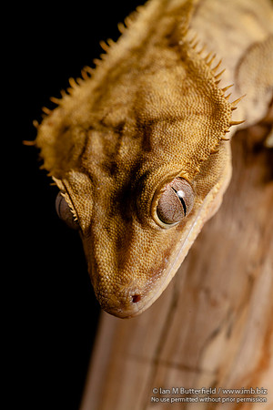 Loki, a male Crested Gecko