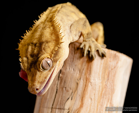 Loki, a male Crested Gecko