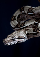 A snake