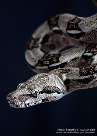 A snake