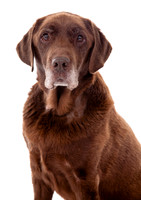 A dog portrait