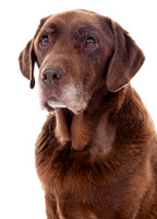A dog portrait