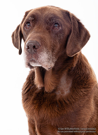 A dog portrait
