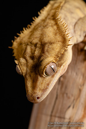 Loki, a male Crested Gecko