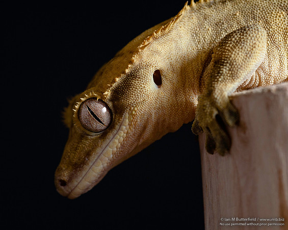 Loki, a male Crested Gecko