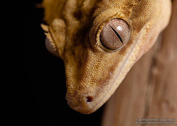 Loki, a male Crested Gecko