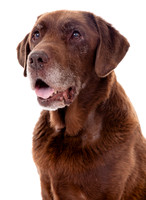 A dog portrait