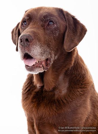 A dog portrait