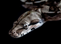 A snake