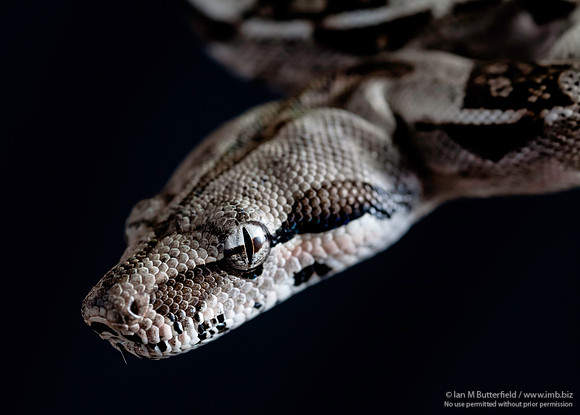 A snake