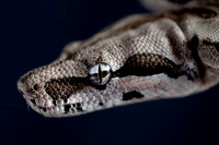 A snake
