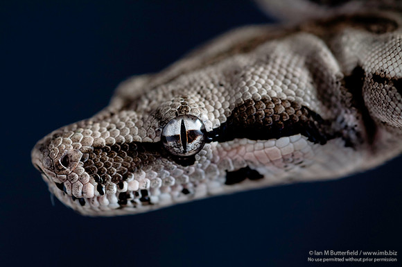A snake