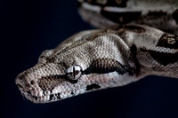A snake