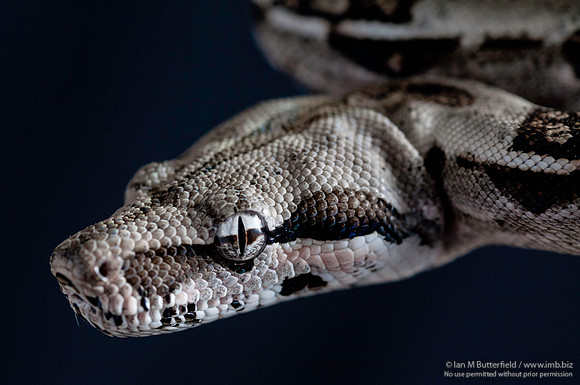 A snake