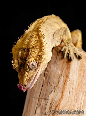 Loki, a male Crested Gecko