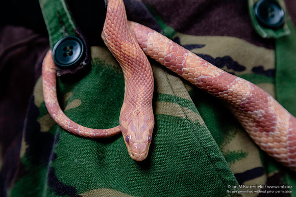 Rachael and a snake