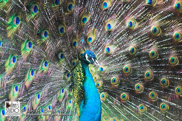 A Peacock displaying its tail feathers at Bunratty Folk Park, Co. Clare, Ireland.