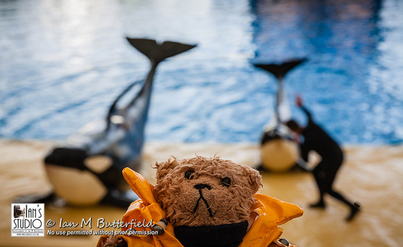 POTD 16 February 2013: Loro Parque