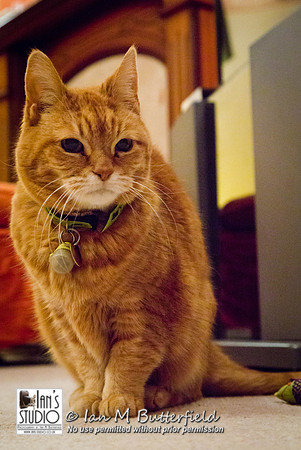 POTD 07 March 2013: Sybil