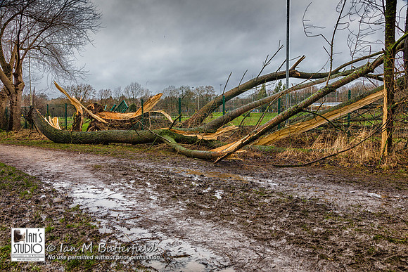 POTD 15 February 2014: Fallen Tree