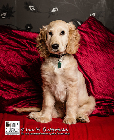 POTD 10 June 2014: Bertie