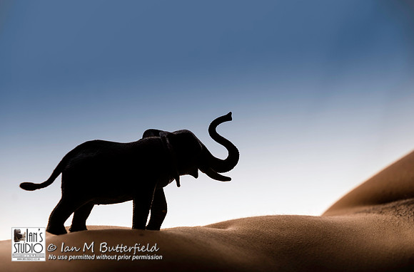 Elephant Bodyscape