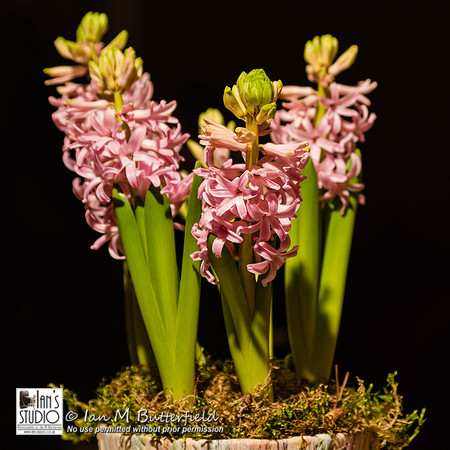 POTD : Hyacinths