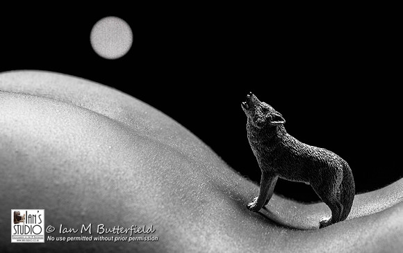 POTD 21 August 2013: Howling at the Moon