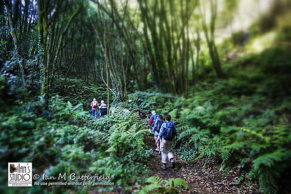 POTD 13 January 2014: Enchanted Forest Walk